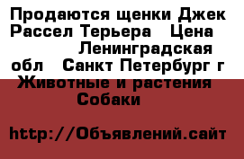 Продаются щенки Джек Рассел Терьера › Цена ­ 20 000 - Ленинградская обл., Санкт-Петербург г. Животные и растения » Собаки   